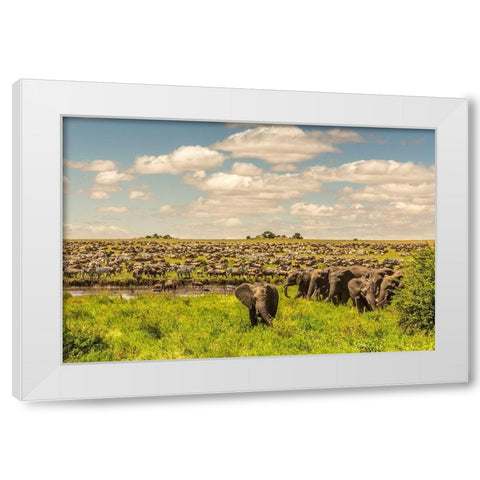 Africa-Tanzania-Serengeti National Park Migration of zebras and wildebeests with elephant herd  White Modern Wood Framed Art Print by Jaynes Gallery