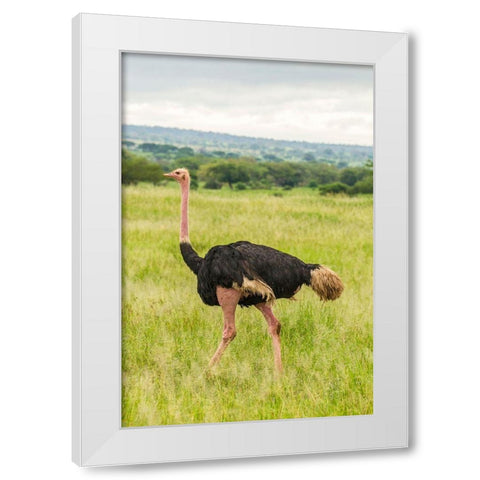 Africa-Tanzania-Tarangire National Park Ostrich male close-up  White Modern Wood Framed Art Print by Jaynes Gallery
