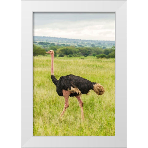 Africa-Tanzania-Tarangire National Park Ostrich male close-up  White Modern Wood Framed Art Print by Jaynes Gallery