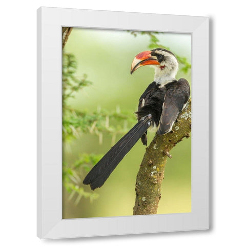 Africa-Tanzania-Tarangire National Park Von der Deckens hornbill bird close-up  White Modern Wood Framed Art Print by Jaynes Gallery