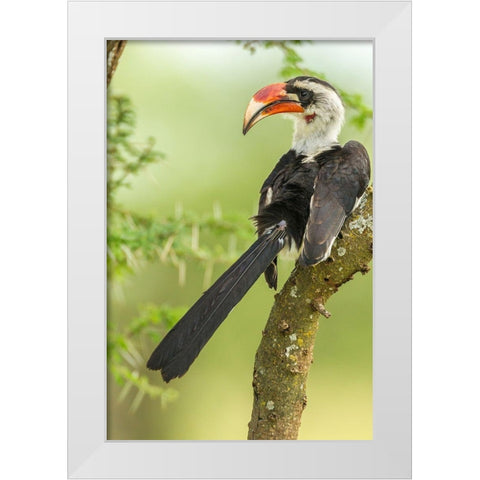 Africa-Tanzania-Tarangire National Park Von der Deckens hornbill bird close-up  White Modern Wood Framed Art Print by Jaynes Gallery