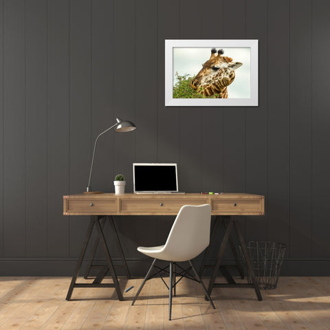 Africa-Tanzania-Tarangire National Park Maasai giraffe eating tree leaves  White Modern Wood Framed Art Print by Jaynes Gallery