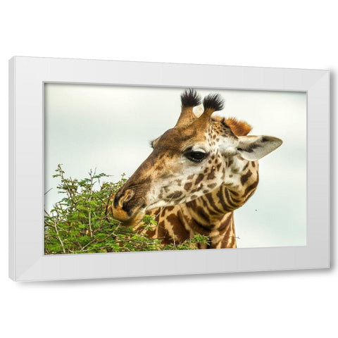 Africa-Tanzania-Tarangire National Park Maasai giraffe eating tree leaves  White Modern Wood Framed Art Print by Jaynes Gallery