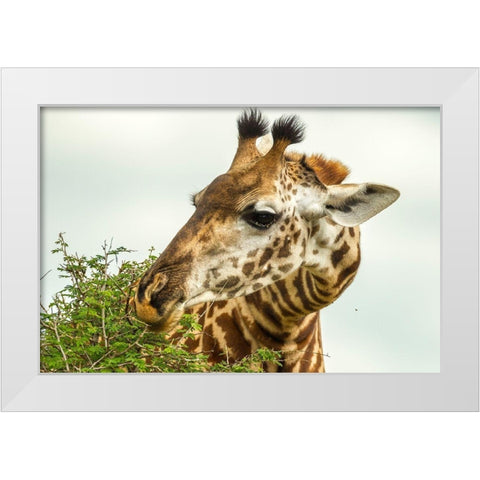 Africa-Tanzania-Tarangire National Park Maasai giraffe eating tree leaves  White Modern Wood Framed Art Print by Jaynes Gallery