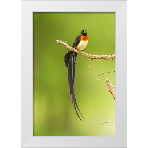 Africa-Tanzania-Tarangire National Park Paradise whydah bird on limb  White Modern Wood Framed Art Print by Jaynes Gallery