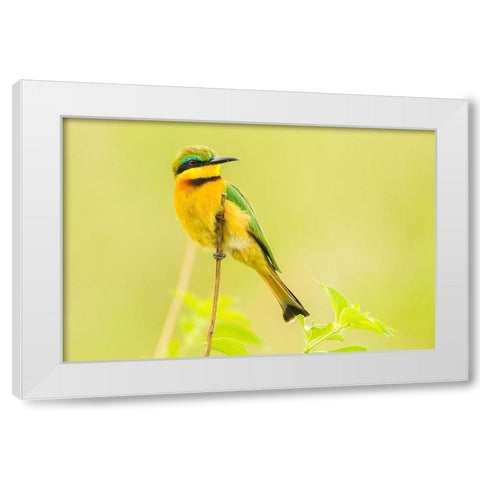 Africa-Tanzania-Tarangire National Park Little bee eater close-up  White Modern Wood Framed Art Print by Jaynes Gallery