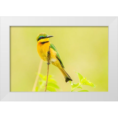Africa-Tanzania-Tarangire National Park Little bee eater close-up  White Modern Wood Framed Art Print by Jaynes Gallery