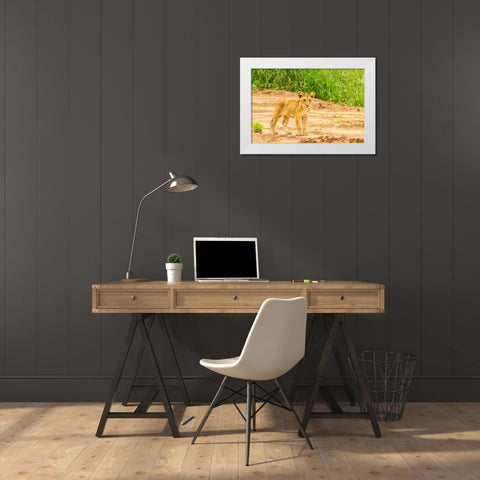 Africa-Tanzania-Tarangire National Park Lion cub close-up  White Modern Wood Framed Art Print by Jaynes Gallery