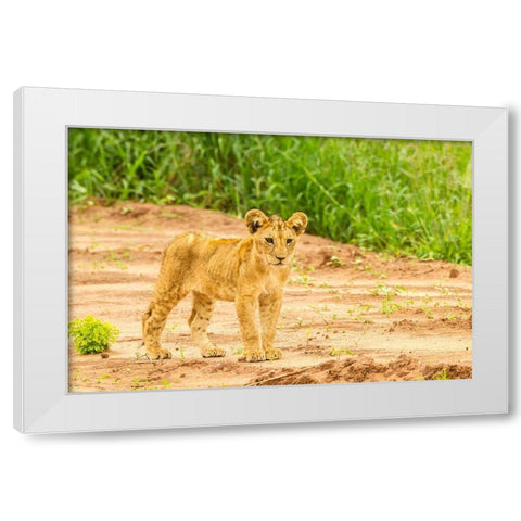 Africa-Tanzania-Tarangire National Park Lion cub close-up  White Modern Wood Framed Art Print by Jaynes Gallery