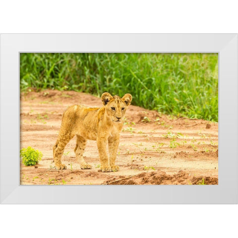 Africa-Tanzania-Tarangire National Park Lion cub close-up  White Modern Wood Framed Art Print by Jaynes Gallery