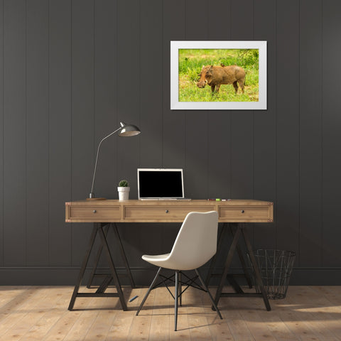 Africa-Tanzania-Tarangire National Park Warthog with yellow-billed Oxpecker grooming him  White Modern Wood Framed Art Print by Jaynes Gallery
