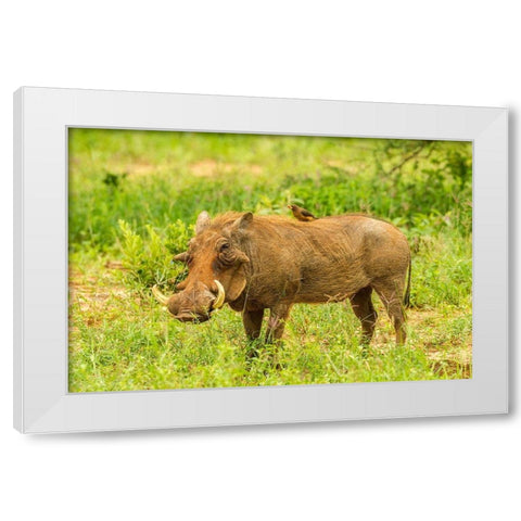 Africa-Tanzania-Tarangire National Park Warthog with yellow-billed Oxpecker grooming him  White Modern Wood Framed Art Print by Jaynes Gallery