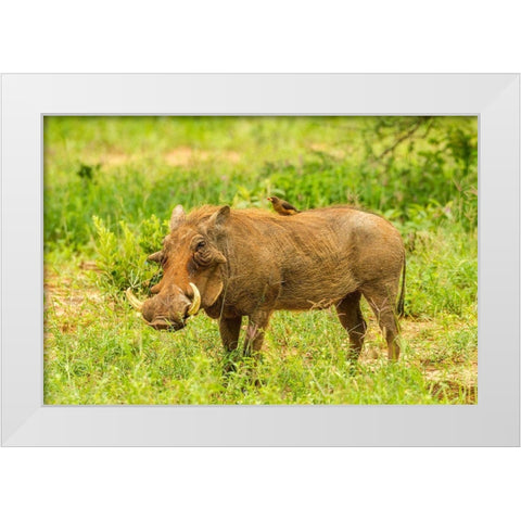 Africa-Tanzania-Tarangire National Park Warthog with yellow-billed Oxpecker grooming him  White Modern Wood Framed Art Print by Jaynes Gallery