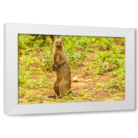 Africa-Tanzania-Tarangire National Park Banded mongoose close-up  White Modern Wood Framed Art Print by Jaynes Gallery
