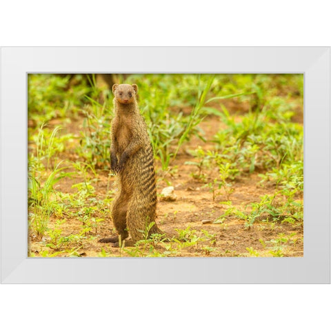 Africa-Tanzania-Tarangire National Park Banded mongoose close-up  White Modern Wood Framed Art Print by Jaynes Gallery