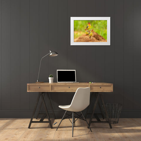 Africa-Tanzania-Tarangire National Park Red-and-yellow barbets on dirt mound  White Modern Wood Framed Art Print by Jaynes Gallery