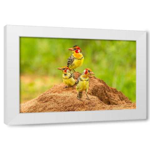 Africa-Tanzania-Tarangire National Park Red-and-yellow barbets on dirt mound  White Modern Wood Framed Art Print by Jaynes Gallery