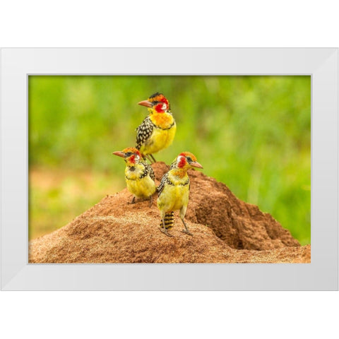 Africa-Tanzania-Tarangire National Park Red-and-yellow barbets on dirt mound  White Modern Wood Framed Art Print by Jaynes Gallery