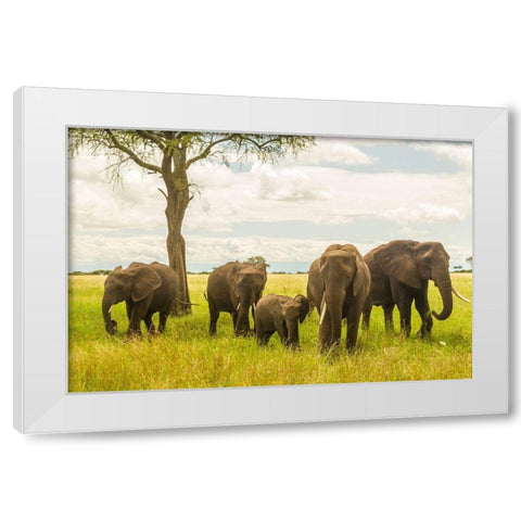 Africa-Tanzania-Tarangire National Park African elephant adults and young  White Modern Wood Framed Art Print by Jaynes Gallery