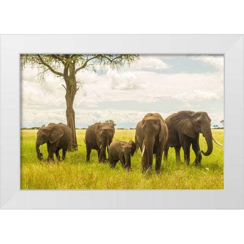 Africa-Tanzania-Tarangire National Park African elephant adults and young  White Modern Wood Framed Art Print by Jaynes Gallery
