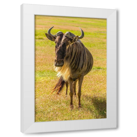 Africa-Tanzania-Ngorongoro Crater White bearded wildebeest close-up  White Modern Wood Framed Art Print by Jaynes Gallery