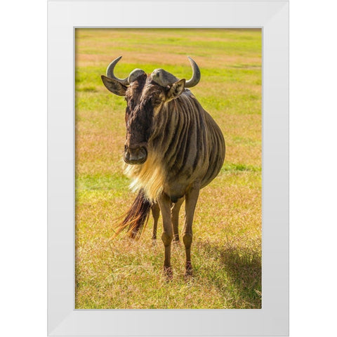 Africa-Tanzania-Ngorongoro Crater White bearded wildebeest close-up  White Modern Wood Framed Art Print by Jaynes Gallery