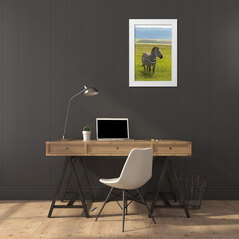 Africa-Tanzania-Ngorongoro Crater Plains zebra in field  White Modern Wood Framed Art Print by Jaynes Gallery