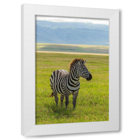 Africa-Tanzania-Ngorongoro Crater Plains zebra in field  White Modern Wood Framed Art Print by Jaynes Gallery