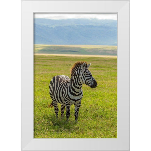Africa-Tanzania-Ngorongoro Crater Plains zebra in field  White Modern Wood Framed Art Print by Jaynes Gallery