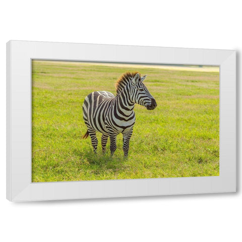 Africa-Tanzania-Ngorongoro Crater Plains zebra in field  White Modern Wood Framed Art Print by Jaynes Gallery