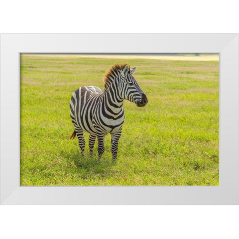 Africa-Tanzania-Ngorongoro Crater Plains zebra in field  White Modern Wood Framed Art Print by Jaynes Gallery