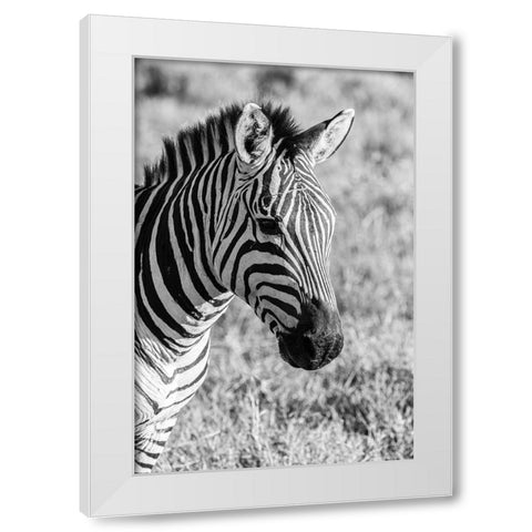 Africa-Tanzania-Ngorongoro Crater BandW of plains zebra head  White Modern Wood Framed Art Print by Jaynes Gallery