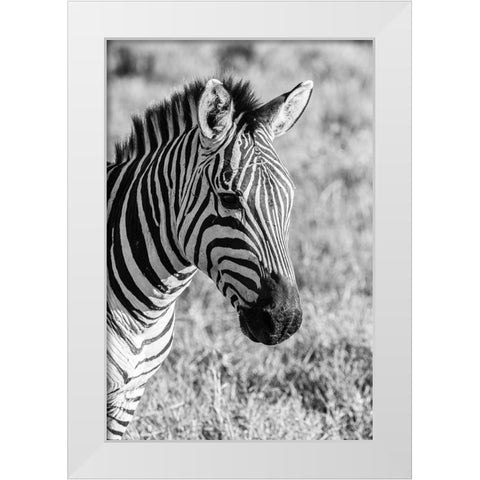 Africa-Tanzania-Ngorongoro Crater BandW of plains zebra head  White Modern Wood Framed Art Print by Jaynes Gallery