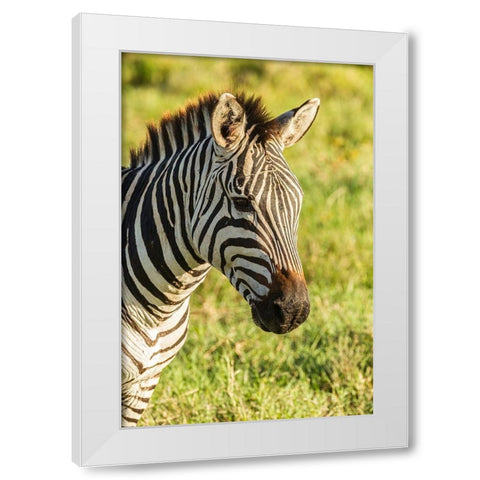 Africa-Tanzania-Ngorongoro Crater Plains zebra head  White Modern Wood Framed Art Print by Jaynes Gallery