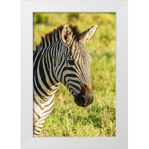 Africa-Tanzania-Ngorongoro Crater Plains zebra head  White Modern Wood Framed Art Print by Jaynes Gallery