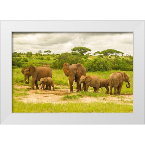 Africa-Tanzania-Tarangire National Park African elephant adults and young  White Modern Wood Framed Art Print by Jaynes Gallery
