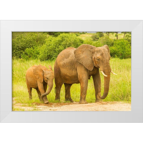 Africa-Tanzania-Tarangire National Park African elephant adult and baby  White Modern Wood Framed Art Print by Jaynes Gallery