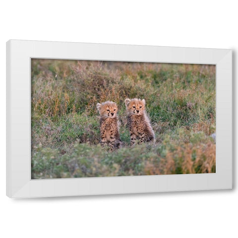 Africa-Tanzania-Serengeti National Park Baby cheetahs close-up  White Modern Wood Framed Art Print by Jaynes Gallery