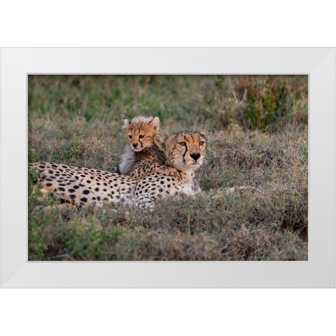 Africa-Tanzania-Serengeti National Park Mother cheetah and baby  White Modern Wood Framed Art Print by Jaynes Gallery