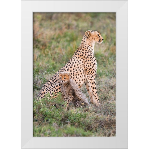 Africa-Tanzania-Serengeti National Park Mother cheetah and baby  White Modern Wood Framed Art Print by Jaynes Gallery