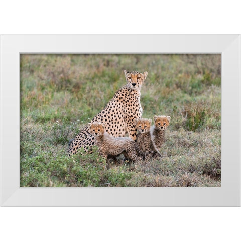 Africa-Tanzania-Serengeti National Park Mother cheetah and young  White Modern Wood Framed Art Print by Jaynes Gallery
