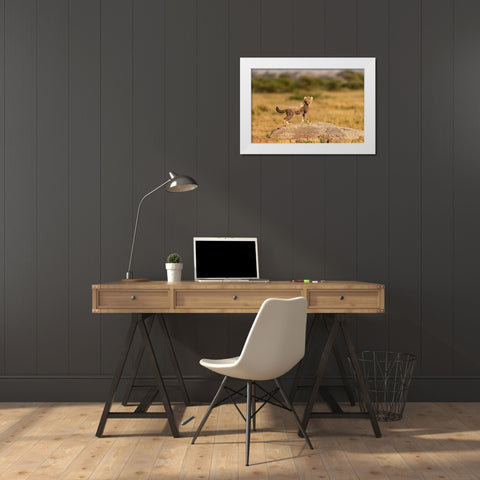 Africa-Tanzania-Serengeti National Park Baby cheetah on boulder  White Modern Wood Framed Art Print by Jaynes Gallery