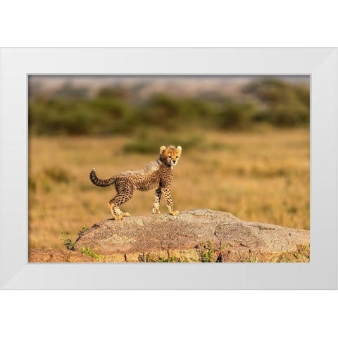 Africa-Tanzania-Serengeti National Park Baby cheetah on boulder  White Modern Wood Framed Art Print by Jaynes Gallery
