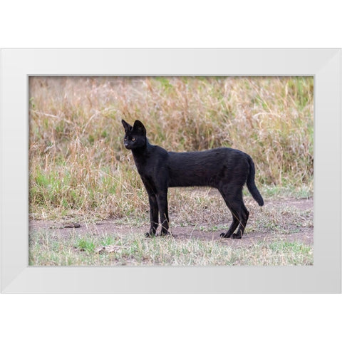 Africa-Tanzania-Serengeti National Park Black serval cat in grass  White Modern Wood Framed Art Print by Jaynes Gallery