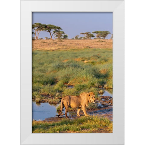 Africa-Tanzania-Serengeti National Park Male lion and water  White Modern Wood Framed Art Print by Jaynes Gallery