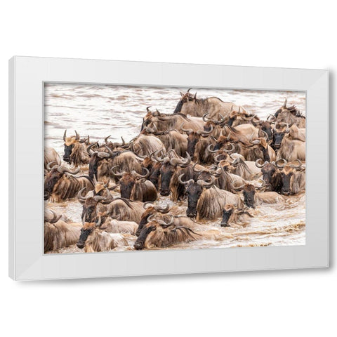 Africa-Tanzania-Serengeti National Park Wildebeests crossing Mara River  White Modern Wood Framed Art Print by Jaynes Gallery