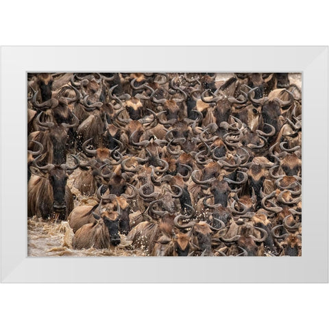 Africa-Tanzania-Serengeti National Park Wildebeests crossing Mara River  White Modern Wood Framed Art Print by Jaynes Gallery