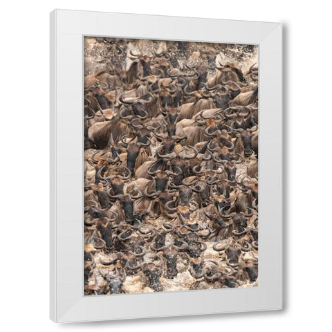 Africa-Tanzania-Serengeti National Park Wildebeests crossing Mara River  White Modern Wood Framed Art Print by Jaynes Gallery