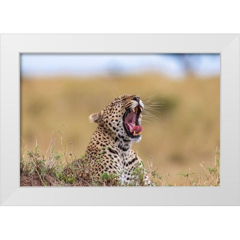 Africa-Tanzania-Serengeti National Park Yawning leopard  White Modern Wood Framed Art Print by Jaynes Gallery