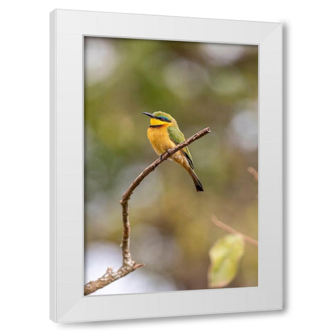 Africa-Tanzania Little bee-eater bird on limb  White Modern Wood Framed Art Print by Jaynes Gallery